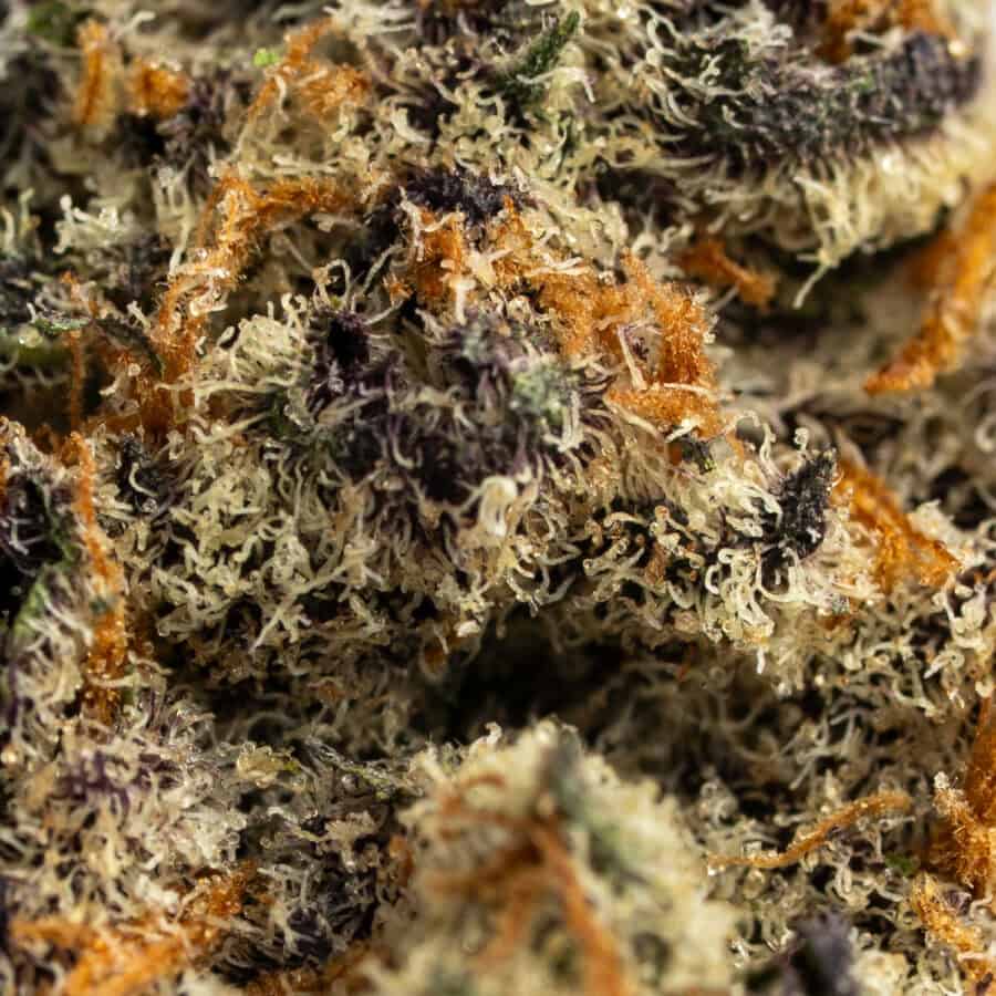 White Widow
