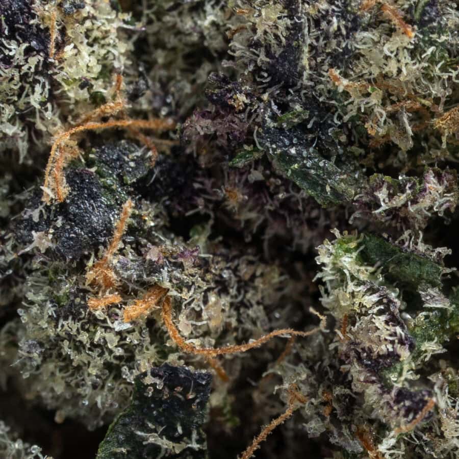 OG Kush