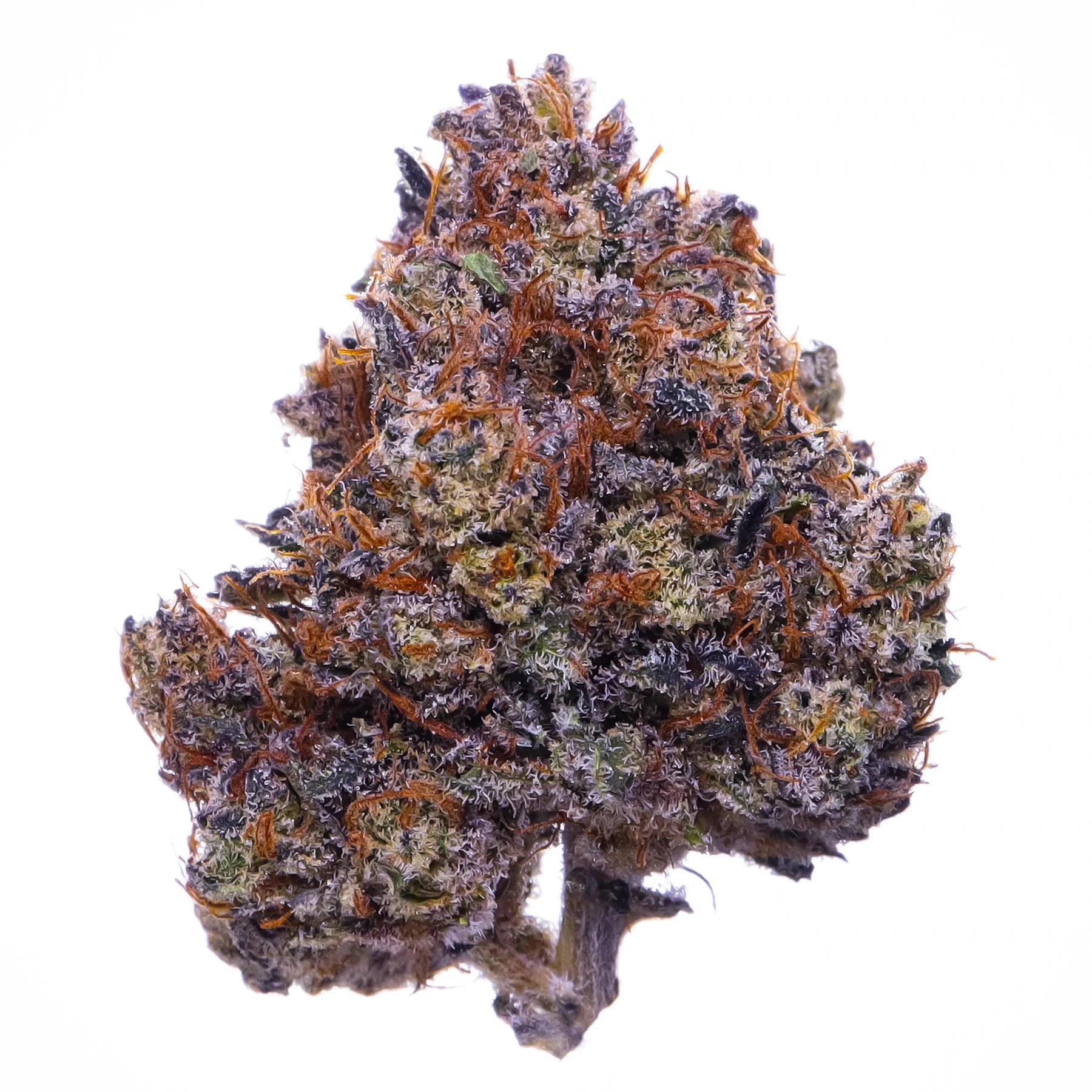 Purple Haze [Nuevo ingreso]