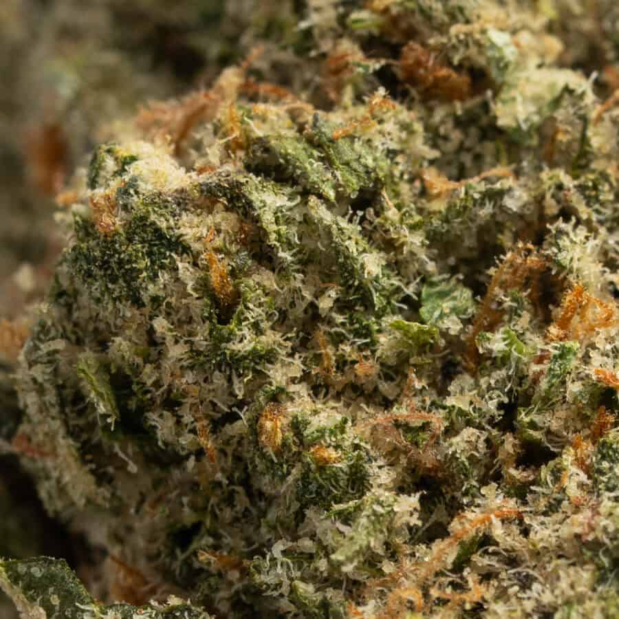 Super Lemon Haze